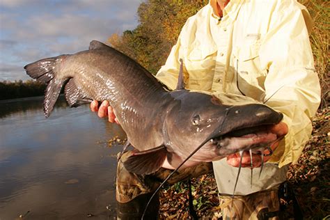 channel catfish weight by length.